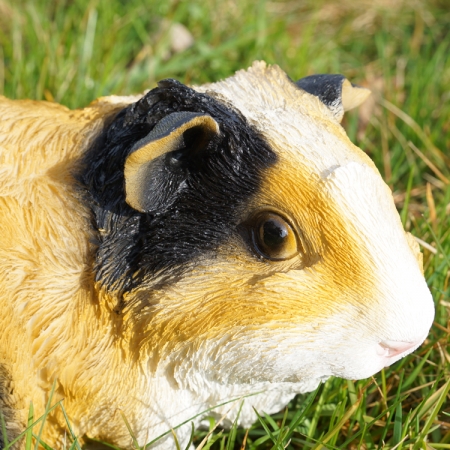 Preview: 3 Farbiges meerschweinchen Rossetten