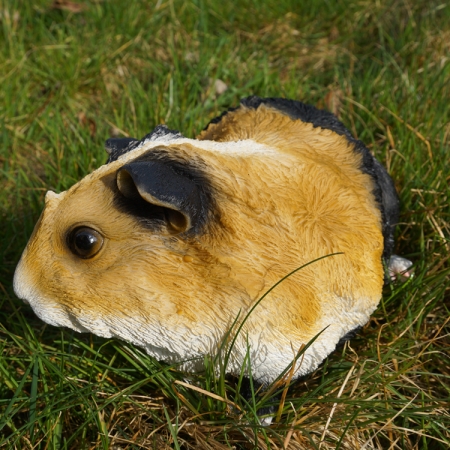 Preview: Haustier Meerschwinchen