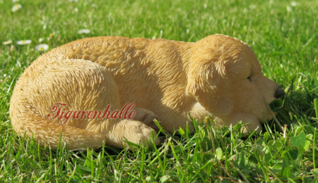 Preview: Golden Retriever Welpe