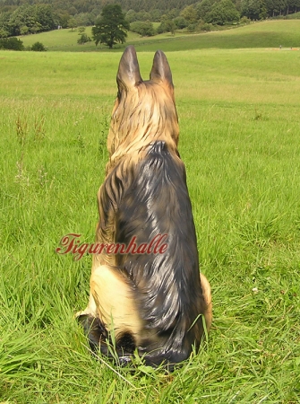 Deutscher Schäferhund Alfi