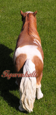 Brown white western pony