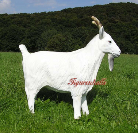 Preview: Mountain goat white