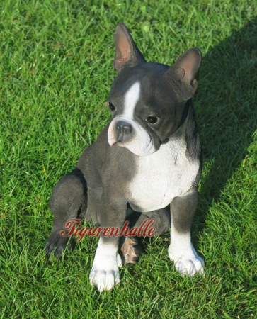 Preview: Hunderasse Boston Terrier Figur