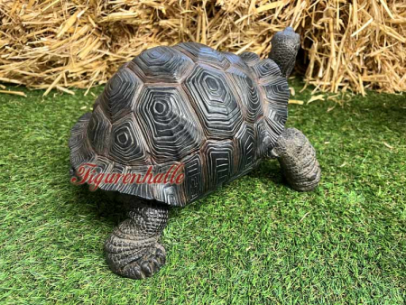 Preview: Gartenschildkröte