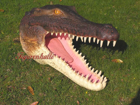 Preview: Krokodilkopf