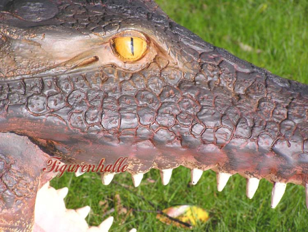 Alligator Schädel Wandschädel