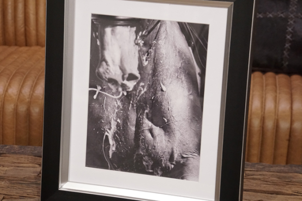 Equestrian wall mural framed for the office