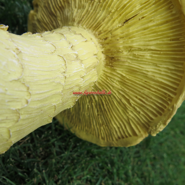Pilze Dekorationan Natur
