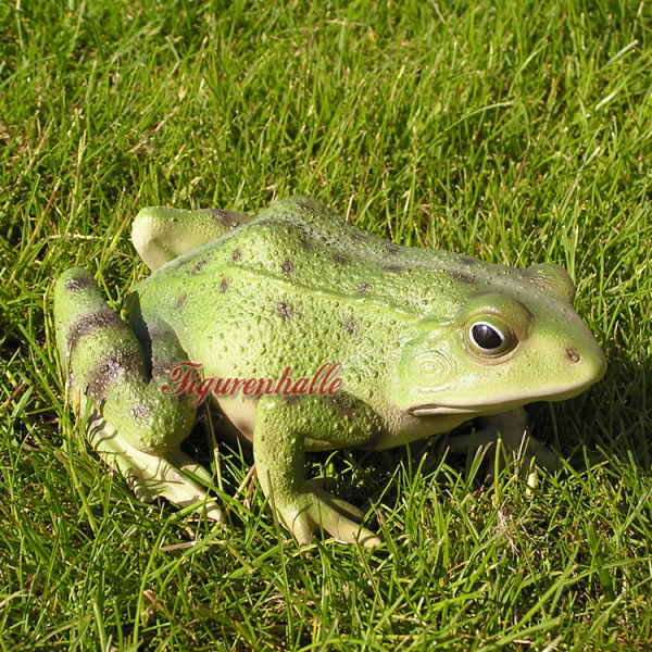 Frosch lebensecht