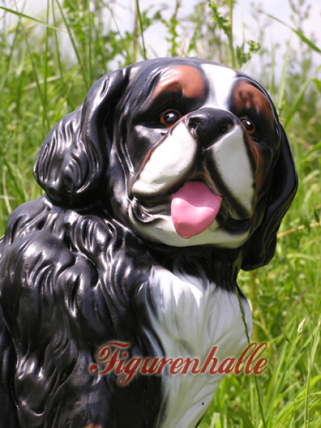Bernese Mountain Dog Swiss Dog Breed