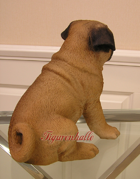 Mops als welpen kaufen