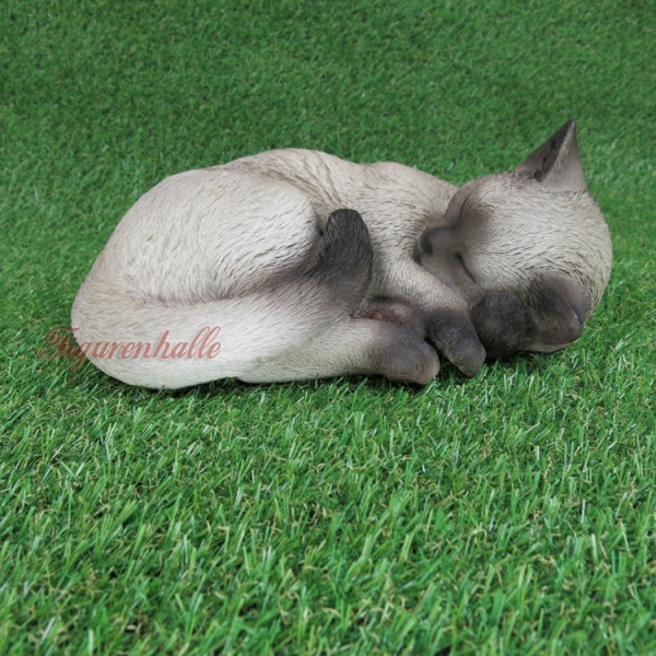 Katze American Shorthair schlafend grau