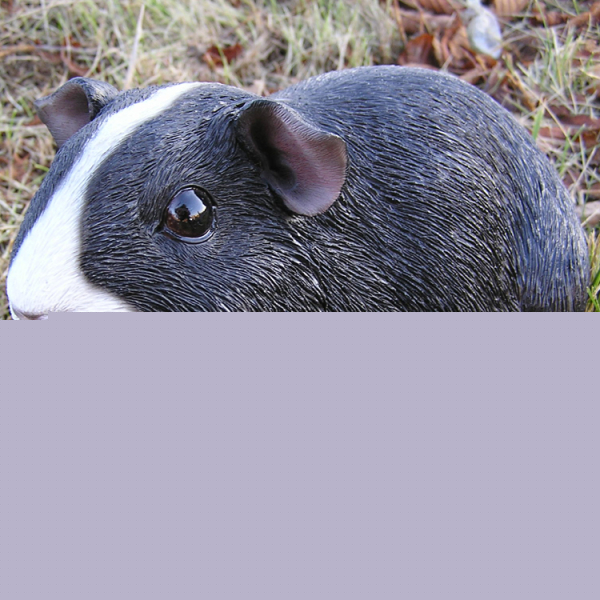 Black guinea pig as statue