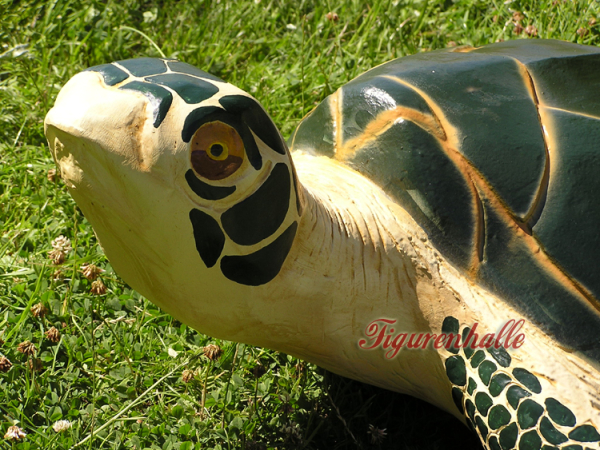South sea turtle