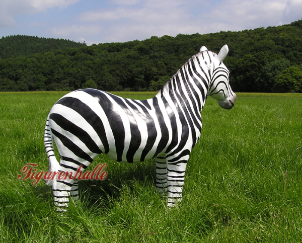Zebra Afrika