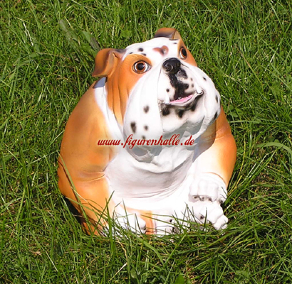 Englische Bulldogge