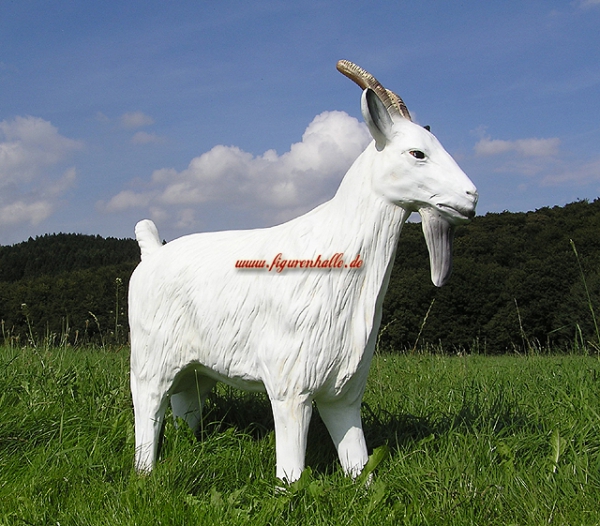 Ziege weiß lebensgroß