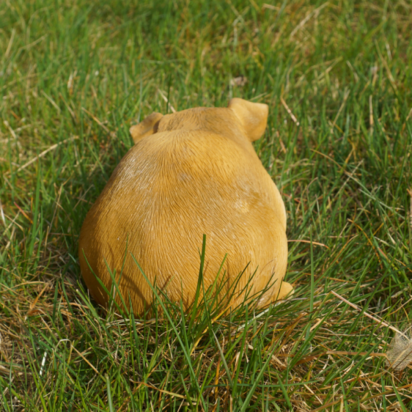 Biege Meerschwinchen