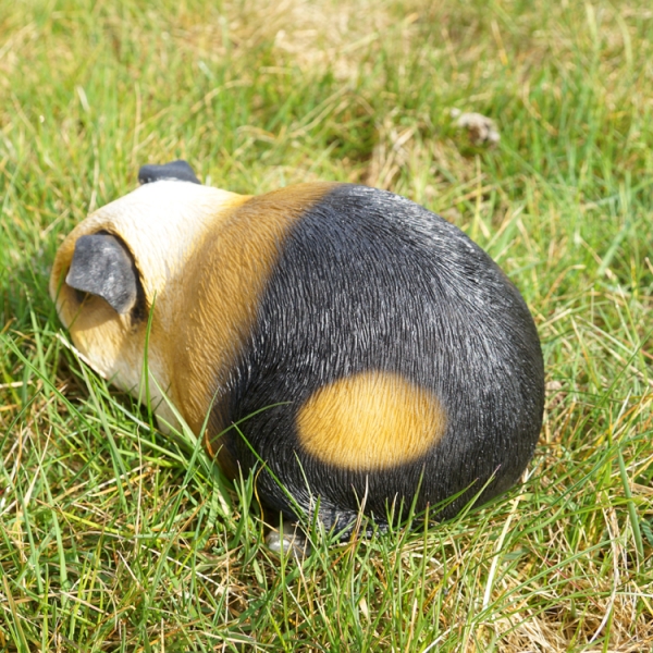 Meerschweinchen 3 Farben