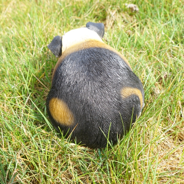 Beige schwarz weiß Meerschweinchen
