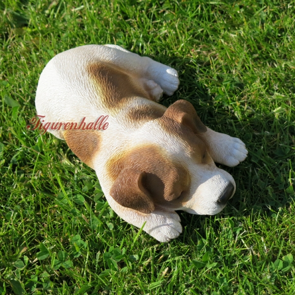 Jack Russell puppy