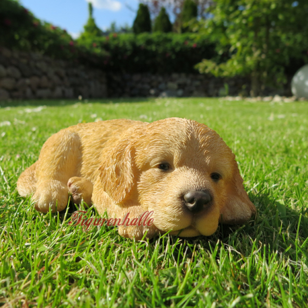 Golden Retriever Puppy