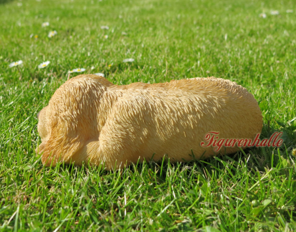 Golden Retriever Puppy