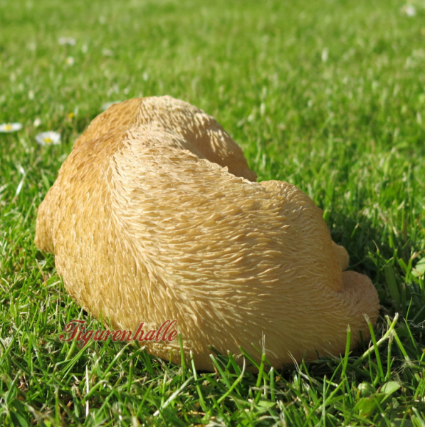 Golden Retriever Puppy