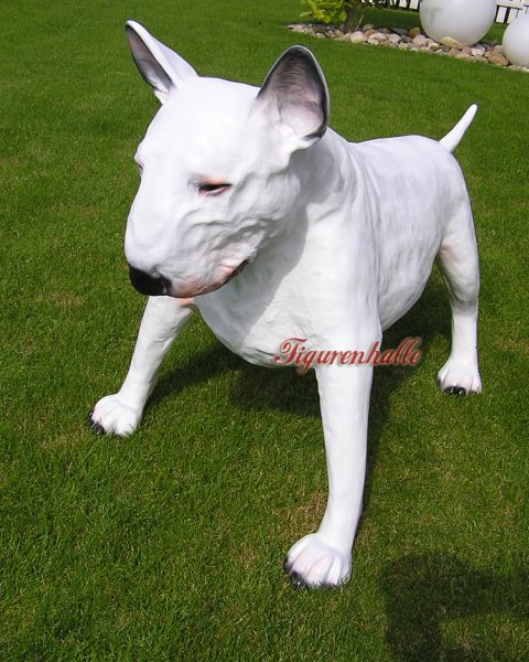 Pitbull white