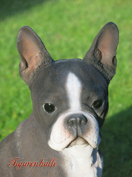 Massachusetts Boston Terrier Statuie