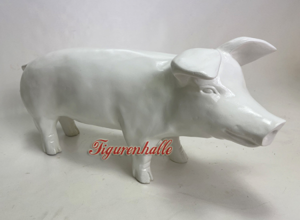 Schwein in weiß