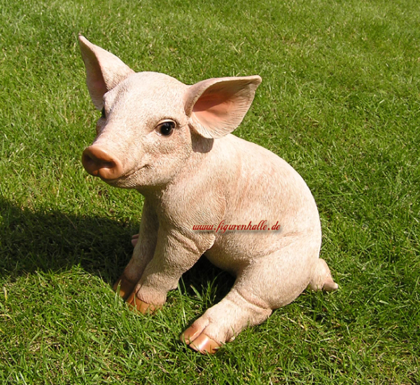 Rosa Schwein Lebensecht