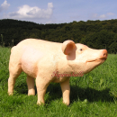 Rosa Schwein Figur