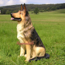 Schäferhund Dekofigur