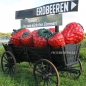 Preview: Erdbeere Werbefigur