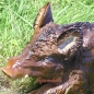 Preview: Hunting wild boar stand-up figure