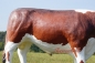 Preview: Dekofigur Hereford Werbefigur