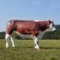 Preview: Hereford Bulle Stier Figur