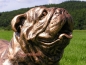 Preview: Aufstellfigur Englische Bulldogge Garten