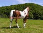 Preview: Western horse figure