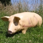 Preview: Pig life-size figure