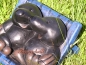 Preview: Maulwurf Aufstellfigur