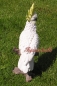 Preview: Cockatoo lifelike decoration