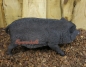 Preview: Wildschwein lebensecht
