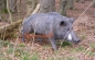 Preview: Wildschwein Eber Sau Figur