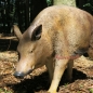 Preview: Deko Wildschwein lebensecht georg