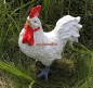 Preview: Huhn Kaufen