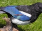 Preview: Magpie statue