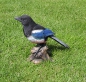 Preview: Magpie decoration nature