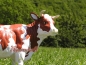Preview: Cow advertising figure